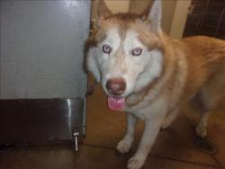 Shelter Stray Male Dog last seen , 14409 Vanowen St, Van Nuys, CA 91405, USA