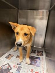 Shelter Stray Female Dog last seen , 14409 Vanowen St, Van Nuys, CA 91405, USA