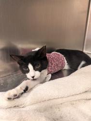 Shelter Stray Female Cat last seen Near BLOCK W ELDORADO DR, INDIAN WELLS CA 92210, 72050 Pet Land Pl, Thousand Palms, CA 92276, USA