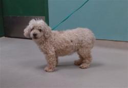 Shelter Stray Female Dog last seen Near POMPE WAY, RENO NV 89506, 2825 Longley Ln Suite A, Reno, NV 89502, USA