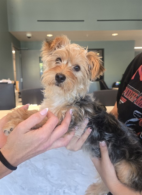 Shelter Stray Female Dog last seen DUPONT/VON KARMEN, 92612, 6443 Oak Canyon, Irvine, CA 92618, USA
