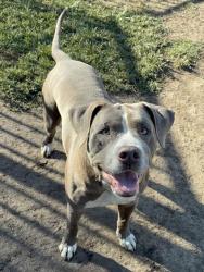 Shelter Stray Male Dog last seen Near BLOCK ESPERANZA DR, PERRIS, CA, 6851 Van Buren Boulevard, Jurupa Valley, CA 92509, USA