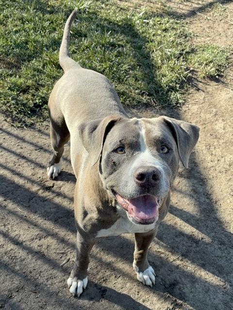 Shelter Stray Male Dog last seen Near BLOCK ESPERANZA DR, PERRIS, CA, 6851 Van Buren Boulevard, Jurupa Valley, CA 92509, USA