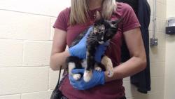 Shelter Stray Female Cat last seen Near BLOCK W BAYAUD AVE, DENVER CO 80223, 1241 W Bayaud Ave, Denver, CO 80223, USA