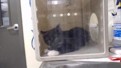Shelter Stray Unknown Cat last seen Near BLOCK W BAYAUD AVE, DENVER CO 80223, 1241 W Bayaud Ave, Denver, CO 80223, USA