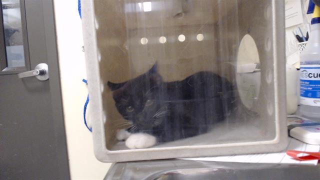 Shelter Stray Unknown Cat last seen Near BLOCK W BAYAUD AVE, DENVER CO 80223, 1241 W Bayaud Ave, Denver, CO 80223, USA