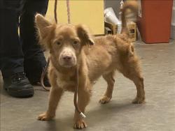 Shelter Stray Male Dog last seen , 1850 W 60th St, Los Angeles, CA 90047, USA