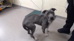 Shelter Stray Female Dog last seen Near BLOCK E ANDREWS DR, DENVER CO 80239, 1241 W Bayaud Ave, Denver, CO 80223, USA