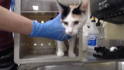 Shelter Stray Female Cat last seen Near BLOCK W BAYAUD AVE, DENVER CO 80223, 1241 W Bayaud Ave, Denver, CO 80223, USA