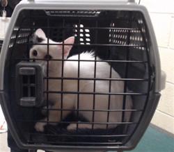 Shelter Stray Unknown Cat last seen Near BLOCK W BAYAUD AVE, DENVER CO 80223, 1241 W Bayaud Ave, Denver, CO 80223, USA