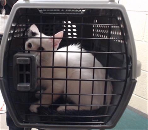 Shelter Stray Unknown Cat last seen Near BLOCK W BAYAUD AVE, DENVER CO 80223, 1241 W Bayaud Ave, Denver, CO 80223, USA