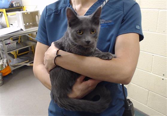 Shelter Stray Male Cat last seen Near BLOCK W BAYAUD AVE, DENVER CO 80223, 1241 W Bayaud Ave, Denver, CO 80223, USA