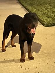 Lost Male Dog last seen Kendall, San Bernardino, CA 92407