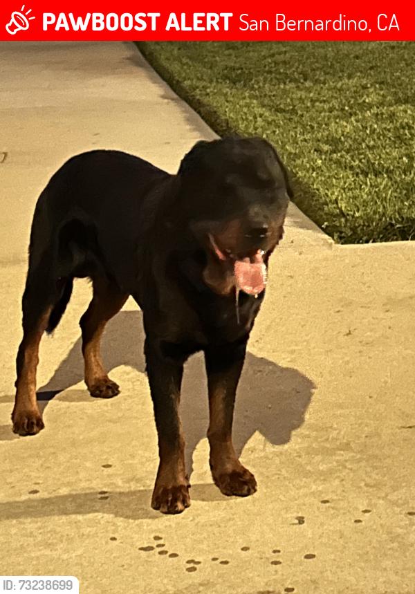 Lost Male Dog last seen Kendall, San Bernardino, CA 92407