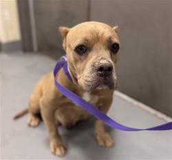 Shelter Stray Female Dog last seen MARINE DR, HEMET CITY, 581 S Grand Ave, San Jacinto, CA 92582, USA