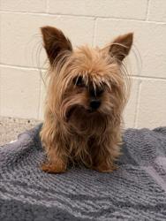 Shelter Stray Female Dog last seen Near BLOCK THRESHING, 12155 Park Blvd, Brighton, CO 80601, USA
