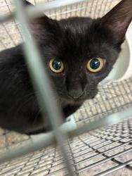 Shelter Stray Unknown Cat last seen Near BLOCK COUNTER DR, 12155 Park Blvd, Brighton, CO 80601, USA