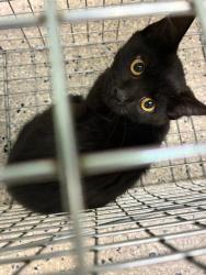 Shelter Stray Unknown Cat last seen Near BLOCK COUNTER DR, 12155 Park Blvd, Brighton, CO 80601, USA