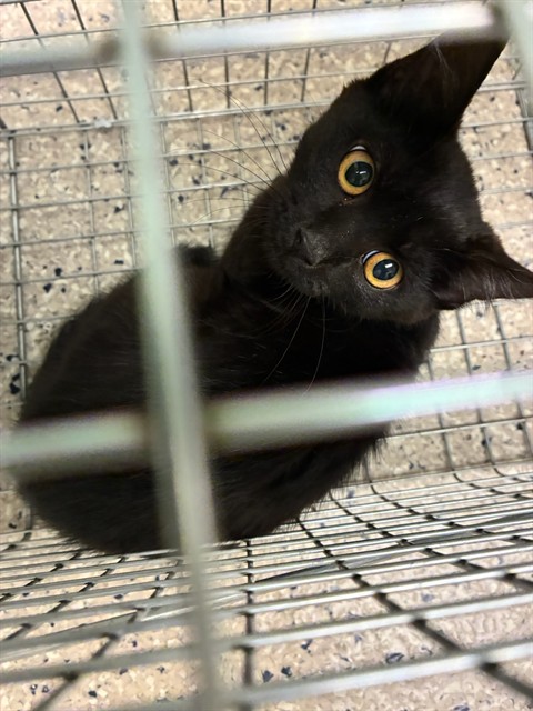 Shelter Stray Unknown Cat last seen Near BLOCK COUNTER DR, 12155 Park Blvd, Brighton, CO 80601, USA