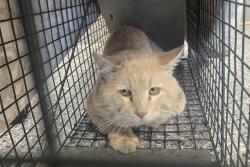 Shelter Stray Male Cat last seen 68TH 25 QUEBEC ST, 12155 Park Blvd, Brighton, CO 80601, USA