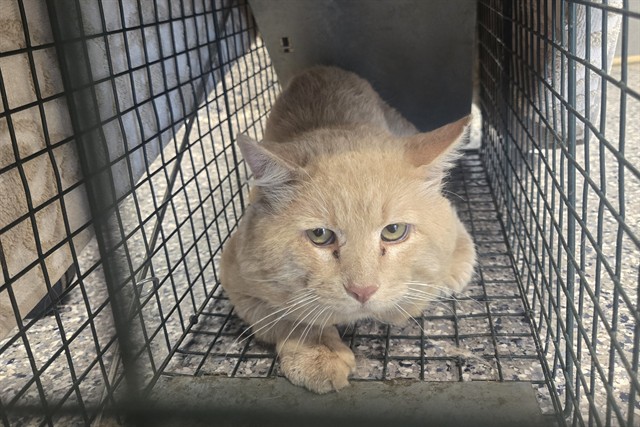 Shelter Stray Male Cat last seen 68TH 25 QUEBEC ST, 12155 Park Blvd, Brighton, CO 80601, USA