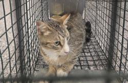 Shelter Stray Female Cat last seen LILAC & COUNTY RD 7, 12155 Park Blvd, Brighton, CO 80601, USA
