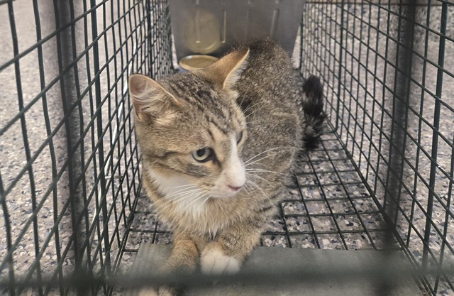 Shelter Stray Female Cat last seen LILAC & COUNTY RD 7, 12155 Park Blvd, Brighton, CO 80601, USA