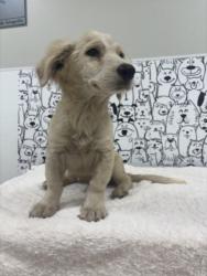 Shelter Stray Male Dog last seen , 957 N Gaffey St, San Pedro, CA 90731, USA
