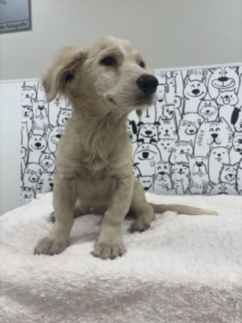 Shelter Stray Male Dog last seen , 957 N Gaffey St, San Pedro, CA 90731, USA
