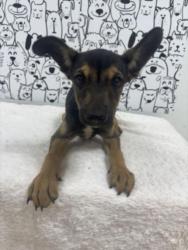 Shelter Stray Female Dog last seen , 957 N Gaffey St, San Pedro, CA 90731, USA