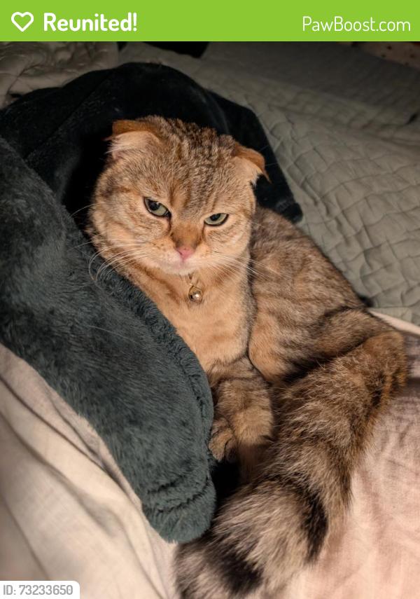 Reunited Female Cat last seen Pacific hwy, Longview, WA 98632