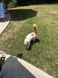 Found/Stray Unknown Cat last seen 35th and South Land Park, Sacramento, CA 95822