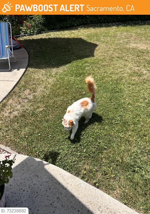 Found/Stray Unknown Cat last seen 35th and South Land Park, Sacramento, CA 95822