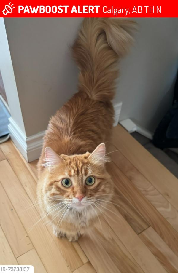 Lost Female Cat last seen Near 89 St SW Calgary, Ab, Calgary, AB T3H 5N9