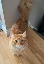Lost Female Cat last seen Near 89 St SW Calgary, Ab, Calgary, AB T3H 5N9