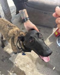 Found/Stray Female Dog last seen Oxford and second ave, Chula Vista, CA 91912
