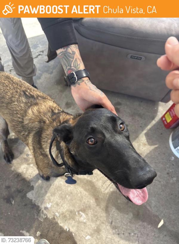 Found/Stray Female Dog last seen Oxford and second ave, Chula Vista, CA 91912