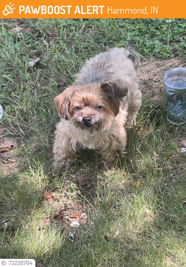 Found/Stray Unknown Dog last seen 174th Pl and Missouri, Hammond, IN 46323