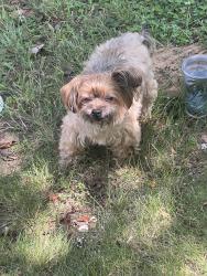 Found/Stray Unknown Dog last seen 174th Pl and Missouri, Hammond, IN 46323