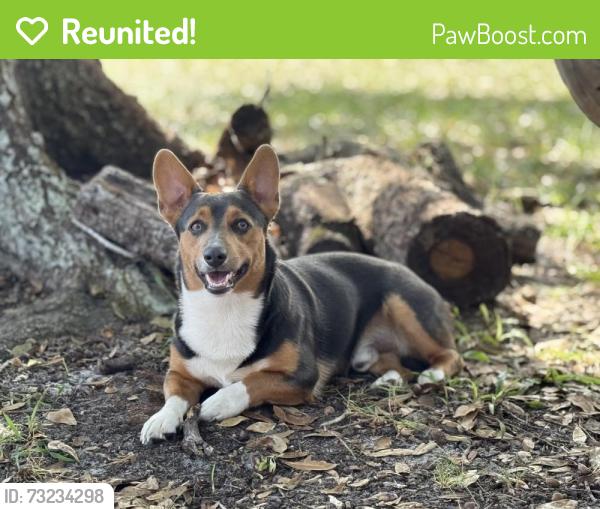 Reunited Male Dog last seen N Olivia, Avon Park, FL 33825
