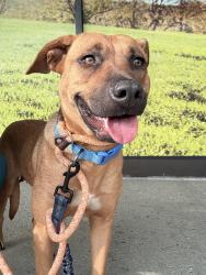 Lost Female Dog last seen West Twin Rd / Hartshorne Woods, Highlands, NJ 07732