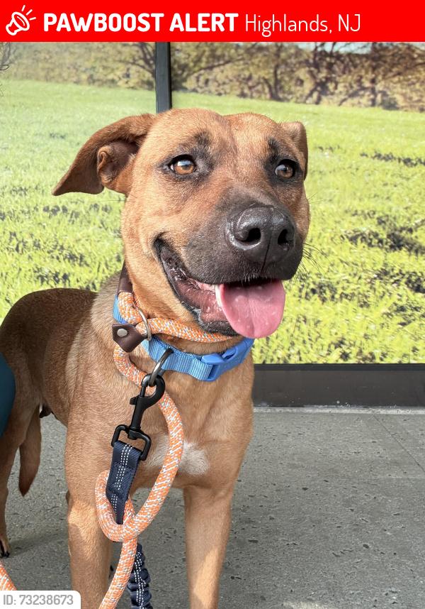 Lost Female Dog last seen West Twin Rd / Hartshorne Woods, Highlands, NJ 07732
