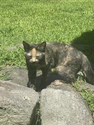 Found/Stray Unknown Cat last seen Pine Hill RD, Thomaston, CT 06787