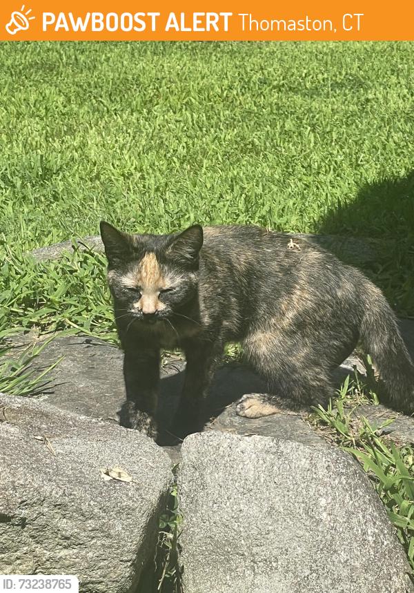 Found/Stray Unknown Cat last seen Pine Hill RD, Thomaston, CT 06787