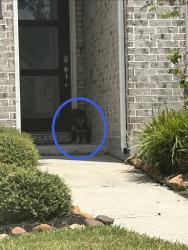 Reunited Unknown Dog last seen Near Shortleaf Timber Dr, Atascocita, TX 77346, USA, Atascocita, TX 77346