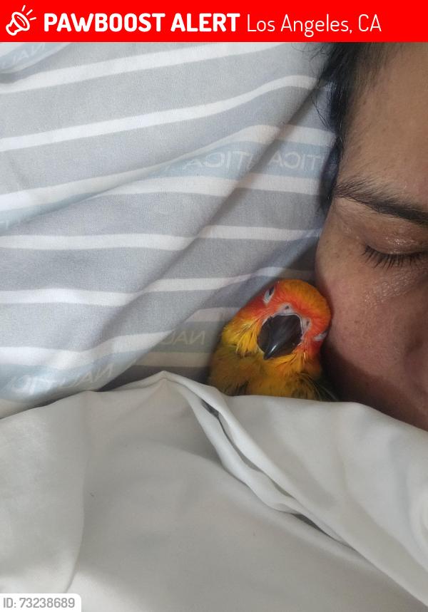 Lost Unknown Bird last seen La calandria way and Lombardi, Los Angeles, CA 90032