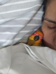 Lost Unknown Bird last seen La calandria way and Lombardi, Los Angeles, CA 90032
