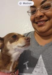 Reunited Female Dog last seen Lee Trevino & Hitchcock, El Paso, TX 79935