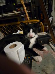 Reunited Male Cat last seen Summit blvd, Pensacola, FL 32503