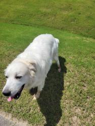 Reunited Unknown Dog last seen Gander Lake, Princeton, NC 27569